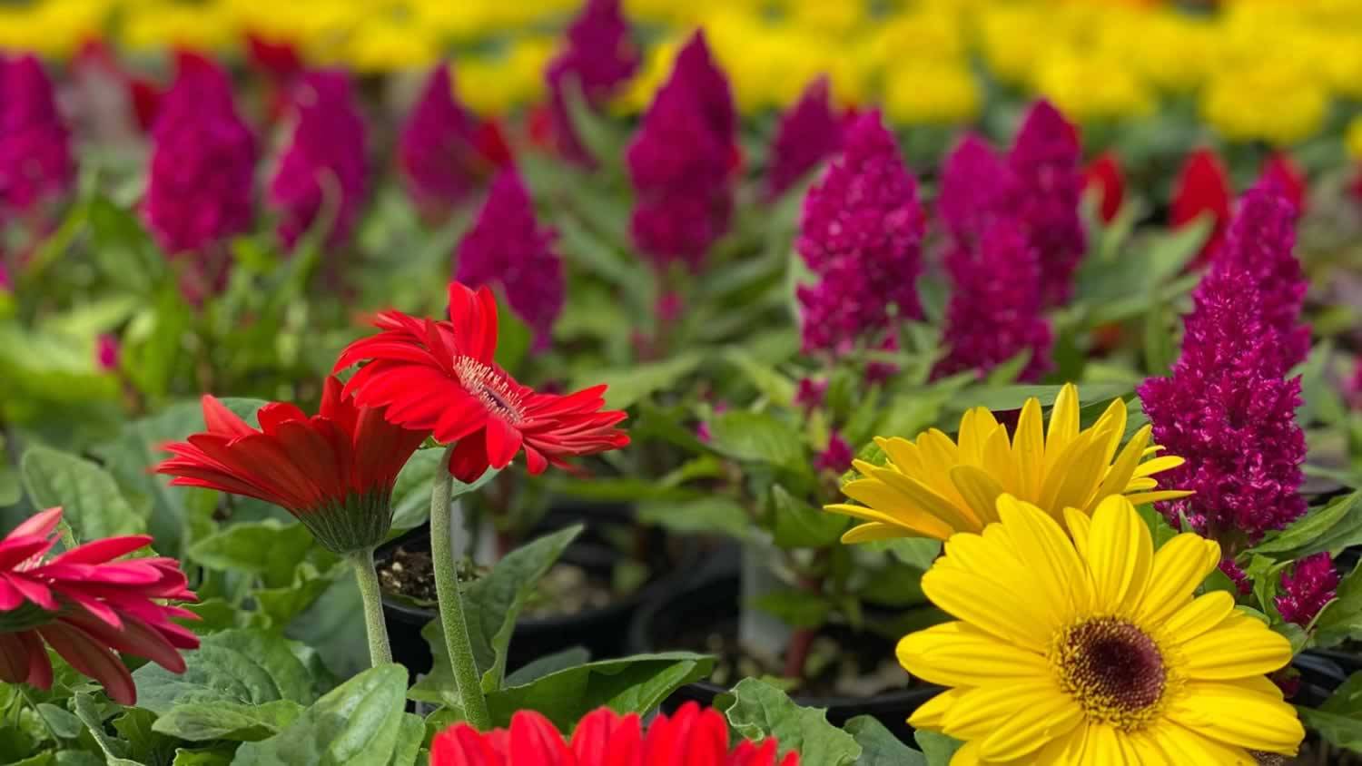 Wholesale Plant Nursery Landscape Supplier 2